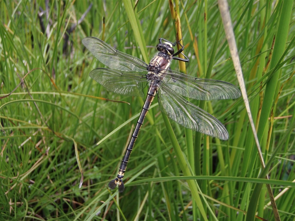 Giant dragonfly